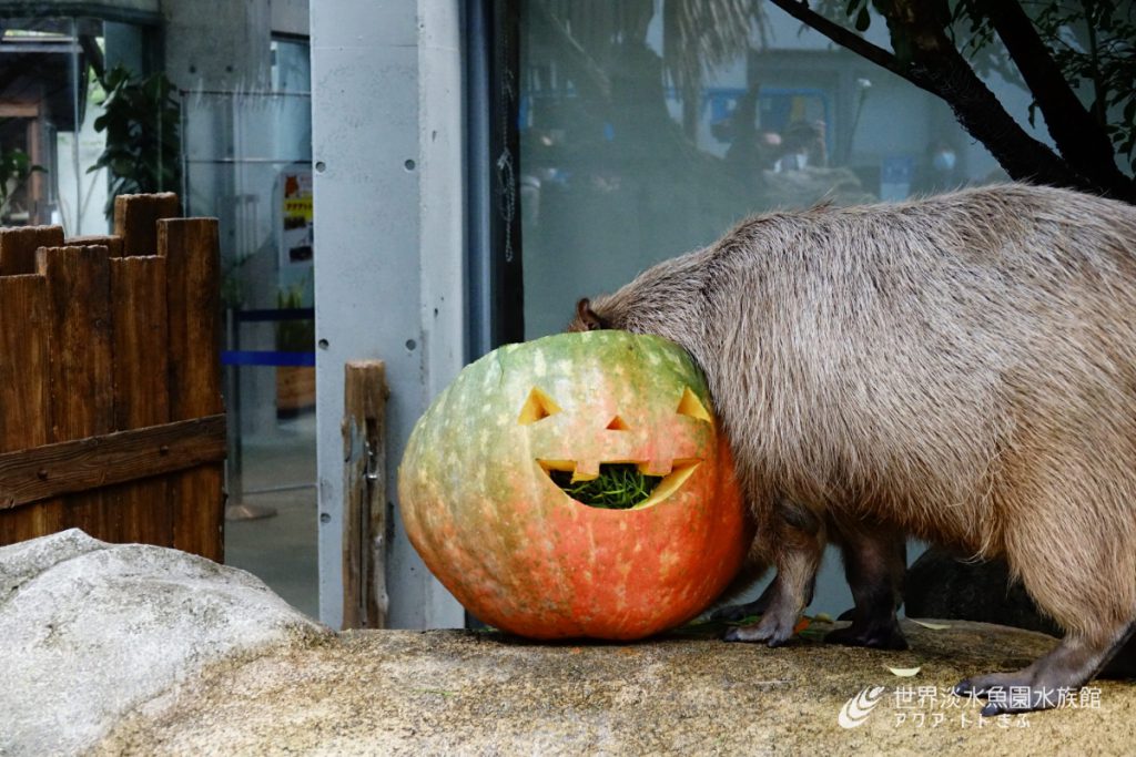 カボチャのおばけ
