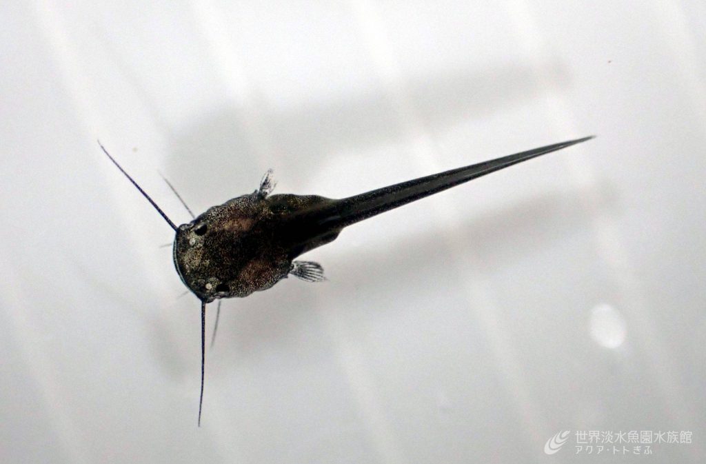 ナマズ幼魚たちのその後