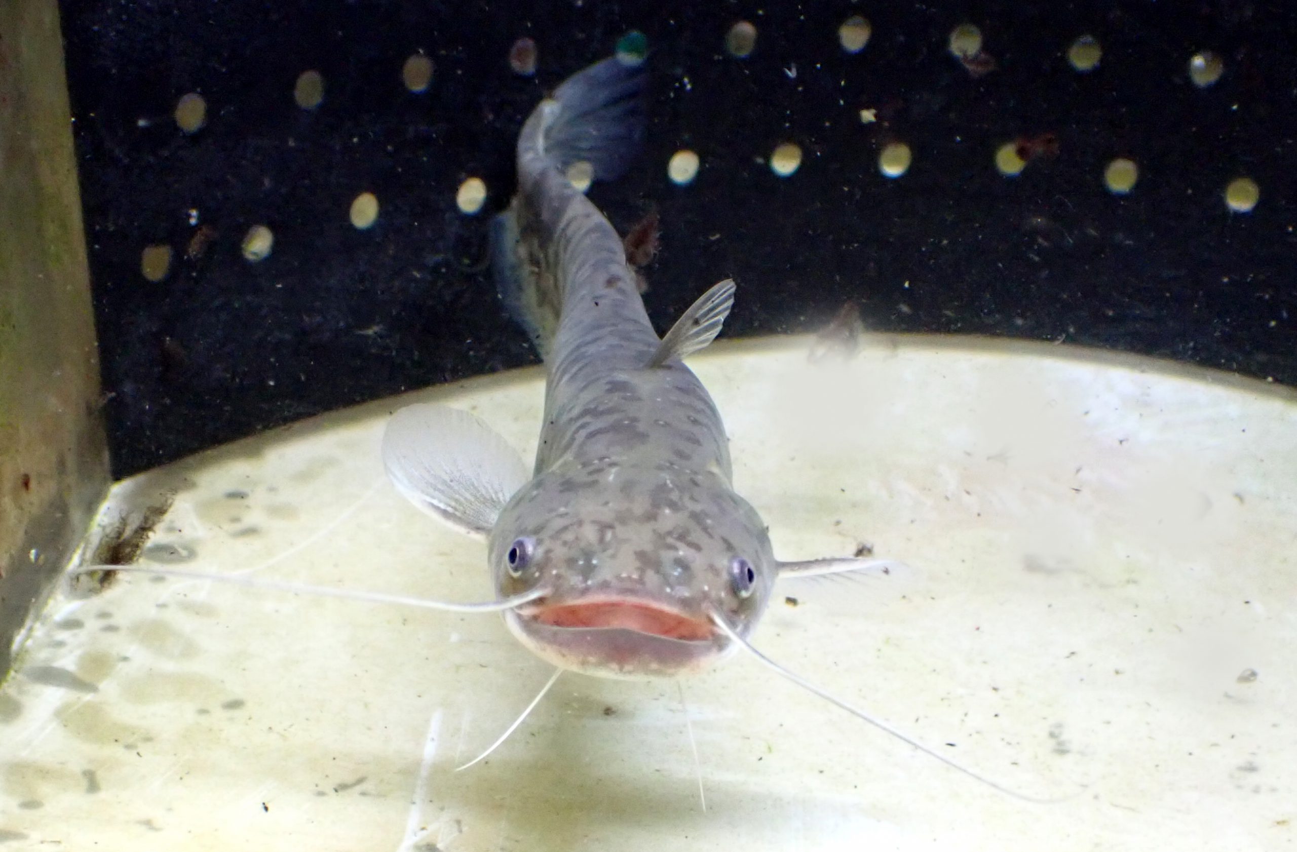 ナマズ様おまとめ２点 楽天市場】（淡水魚）ナマズ Sサイズ（1匹） : charm 楽天市場店