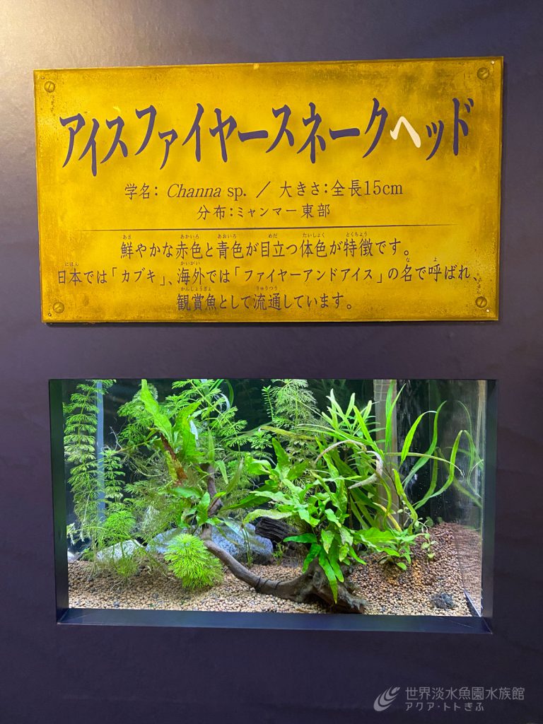 企画展「極彩蛇頭魚」より～新しく2種展示しました～