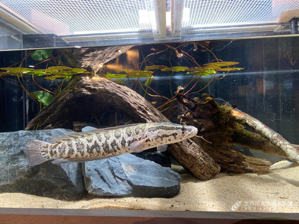 企画展「極彩蛇頭魚-スネークヘッド-」終了です。ありがとうございました。