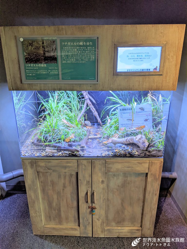 冬に見つかるオタマジャクシ！？