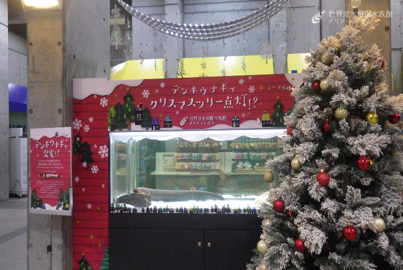 デンキウナギの発電で彩るクリスマスツリー