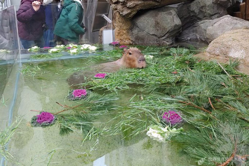 カピバラの健康祈願