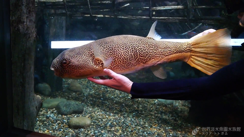 フグざんまいのムブの大きさは？｜世界淡水魚園水族館 アクア・トト 