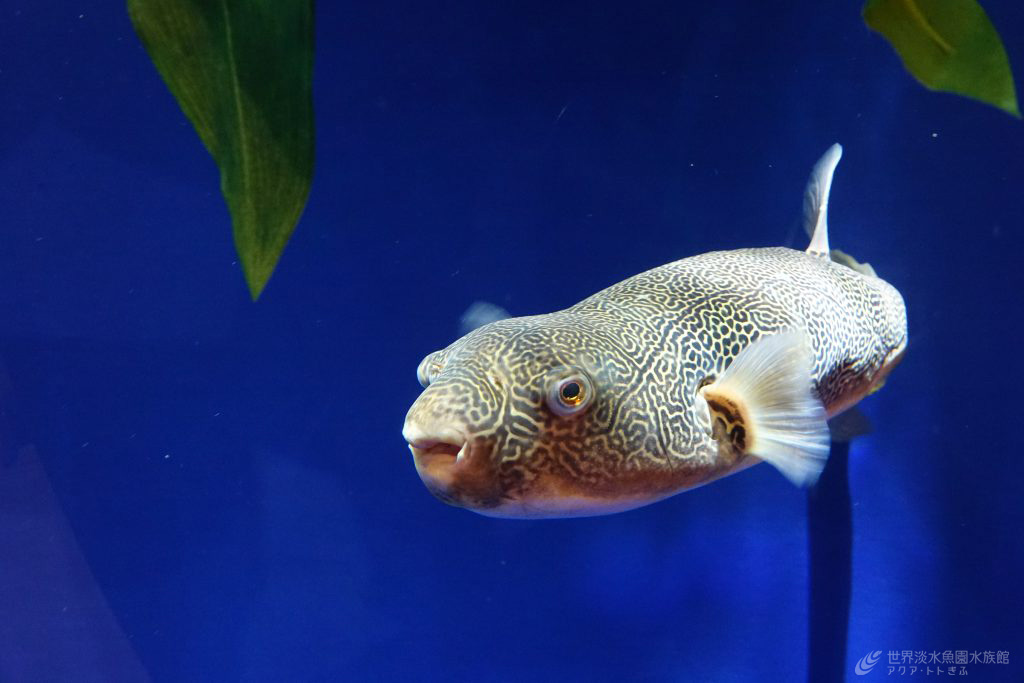 フグざんまいのムブの大きさは？｜世界淡水魚園水族館 アクア・トト 