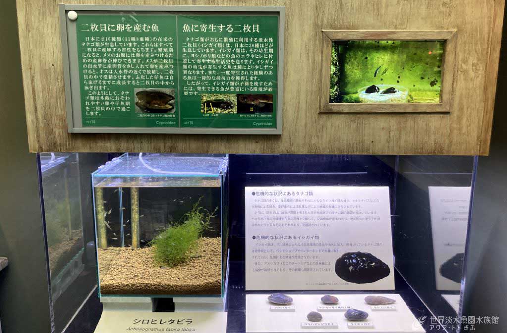 シロヒレタビラと二枚貝