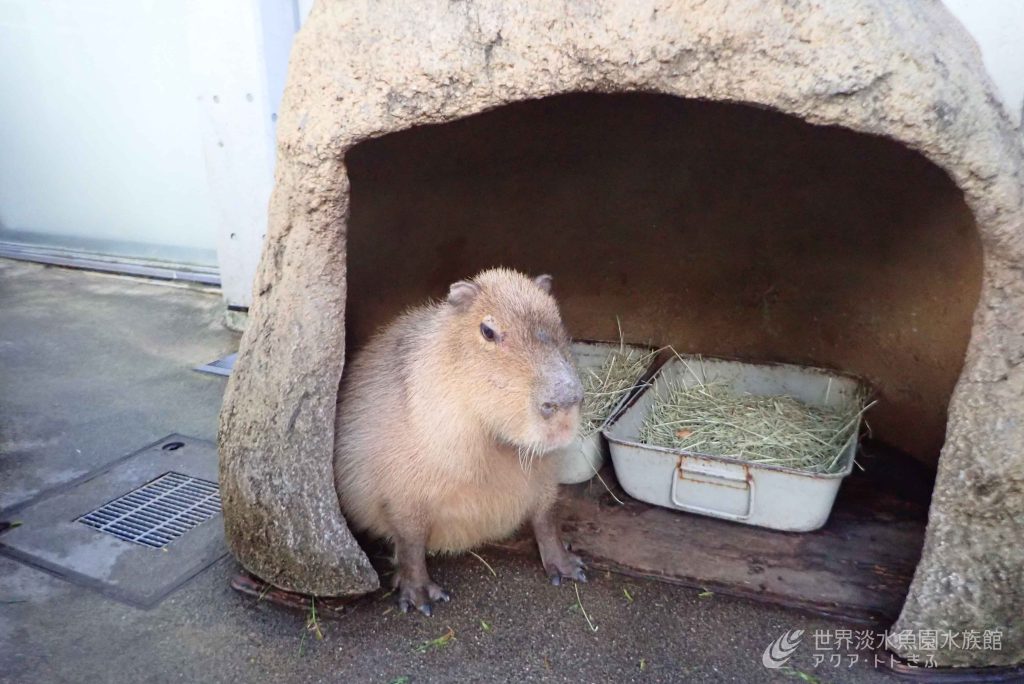 泳ぐカピバラ