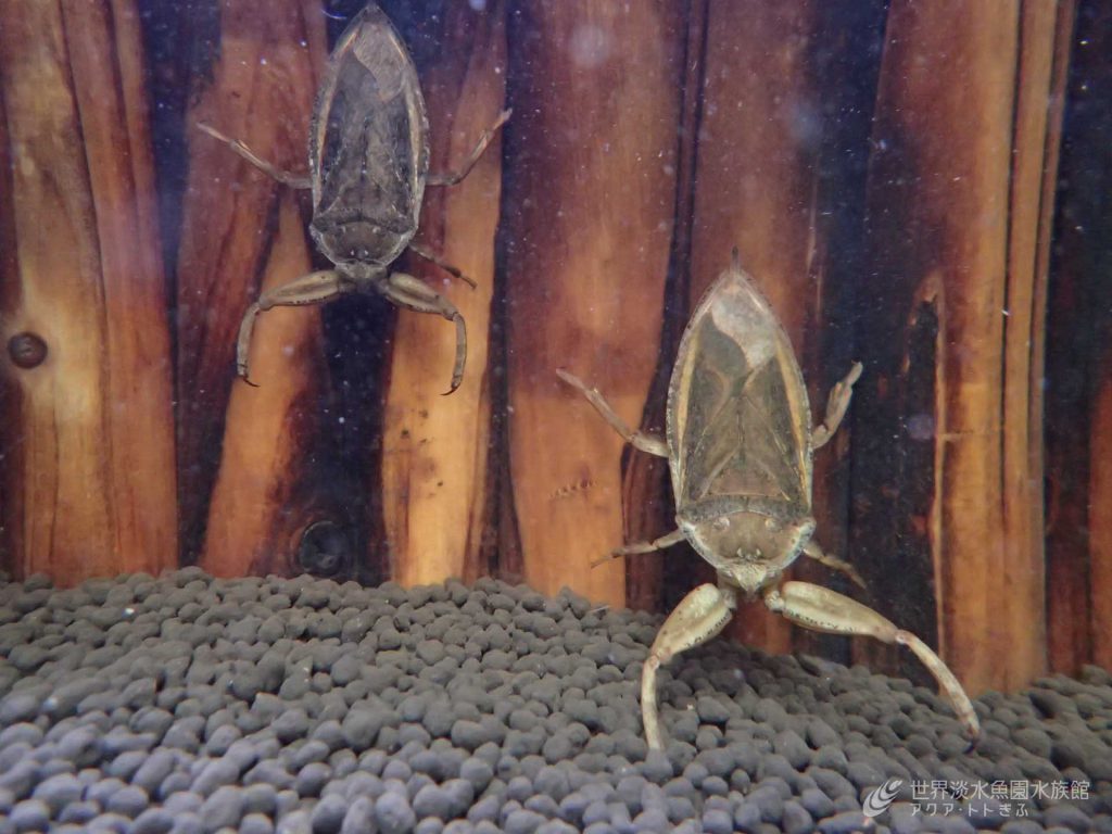 タガメの繁殖