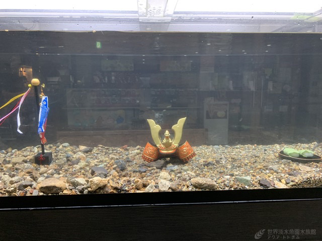 初めてのテーマ水槽　～No.2～