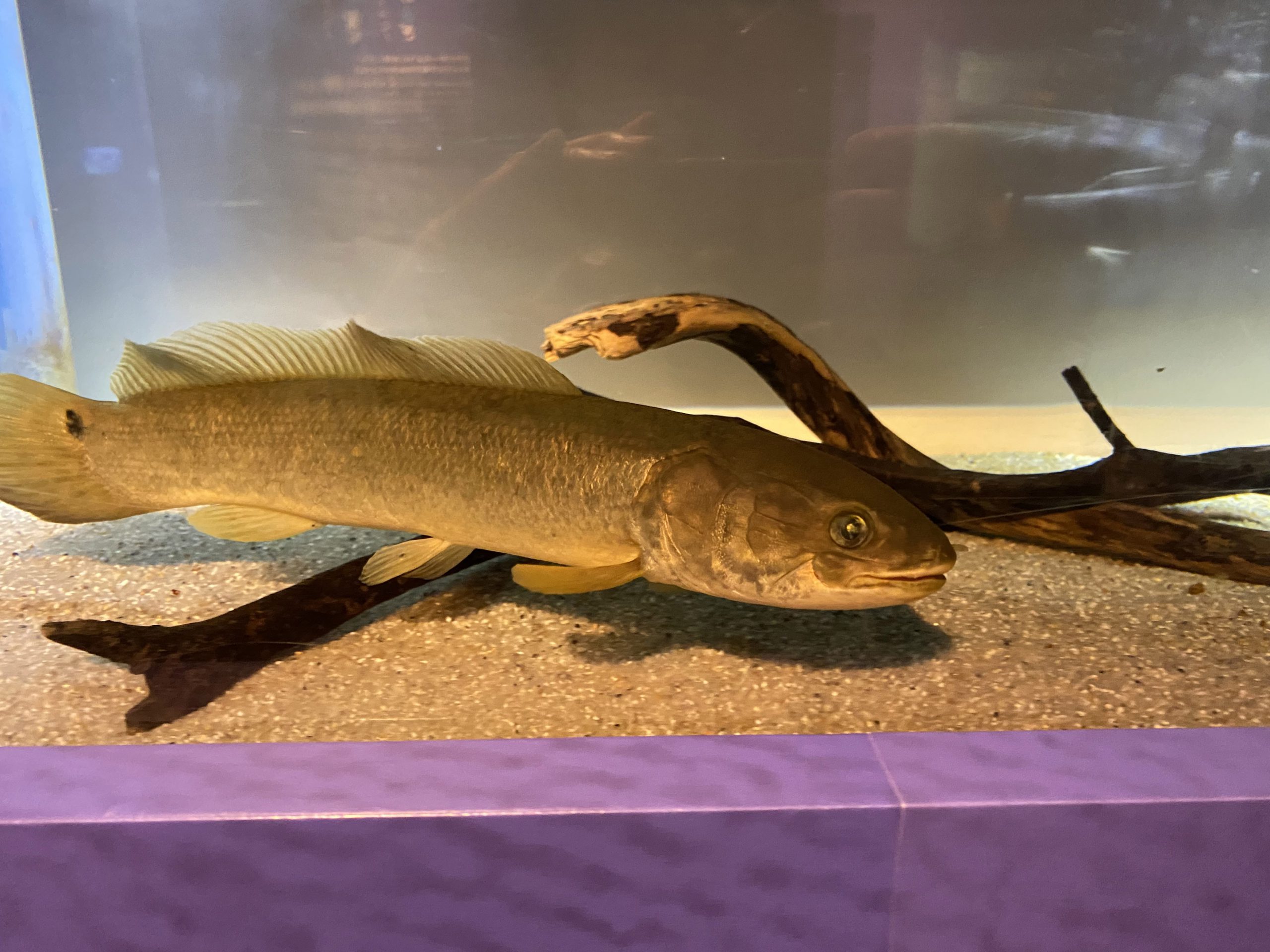 アミア・カルヴァ展示しました！｜世界淡水魚園水族館 アクア・トト 