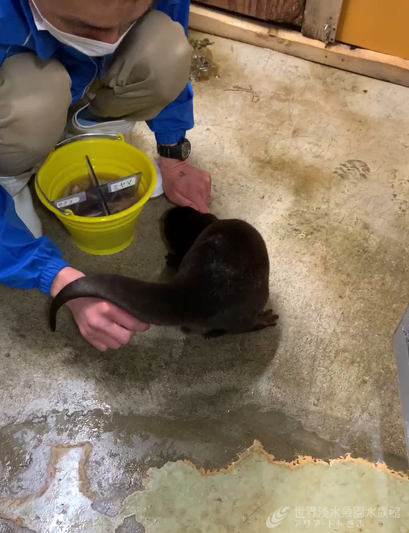 初めてコツメカワウソの体温測定に挑戦！　～No.2～