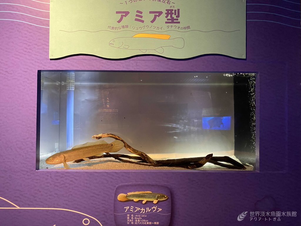 アミア・カルヴァ展示しました！