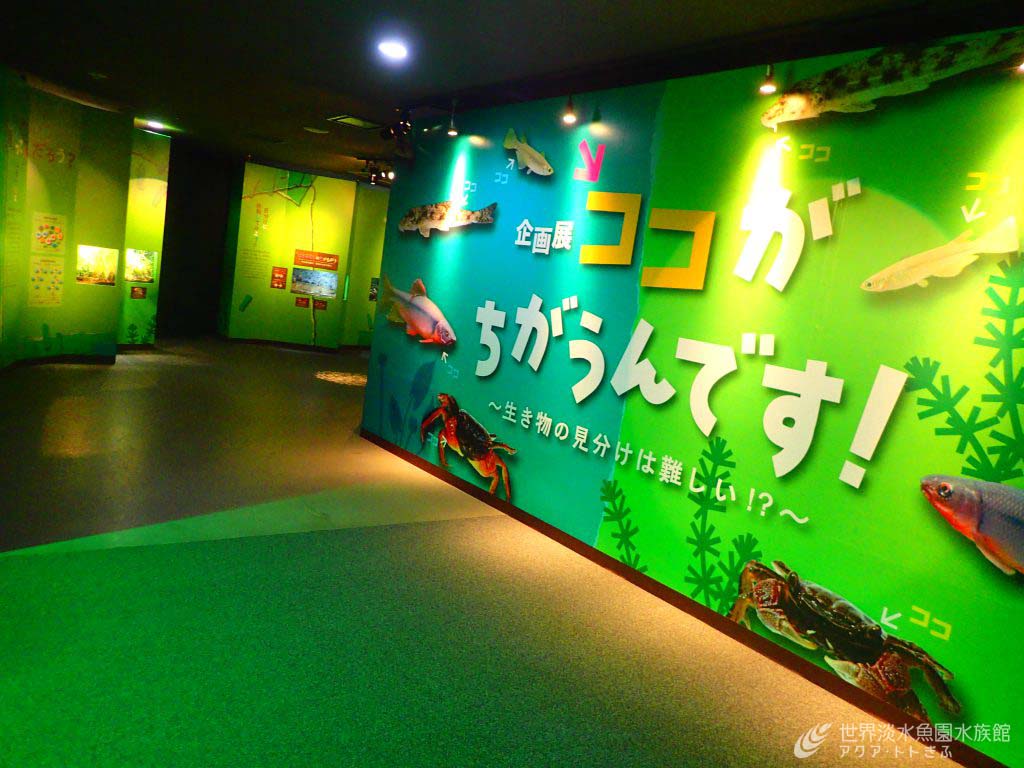 生き物の見分け方がわかる企画展が始まりました！