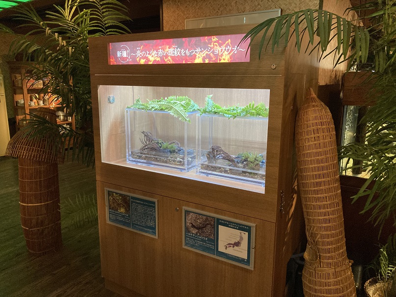日本初！岐阜県のホムラハコネサンショウウオ特別展示！