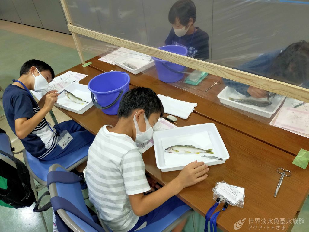 アクアマイスターになろう！8月の活動