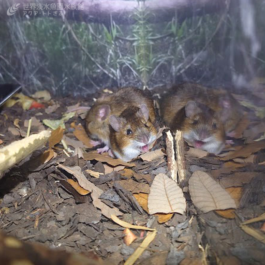 企画展「ココがちがうんです！」のネズミ
