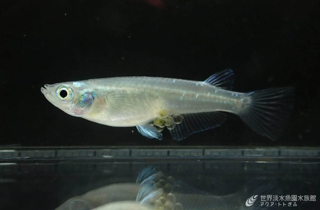 用水路にいた青いメダカ｜世界淡水魚園水族館 アクア・トト ぎふ 