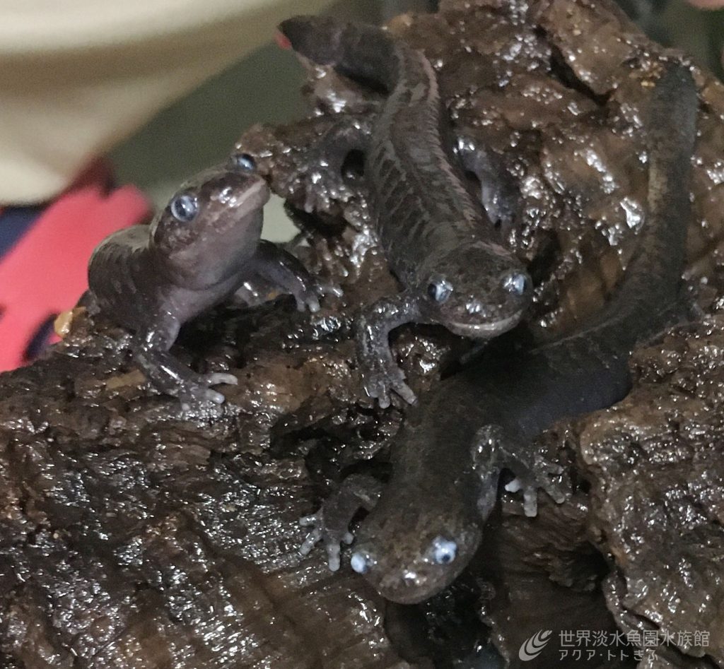 目が白くなったホクリクサンショウウオ
