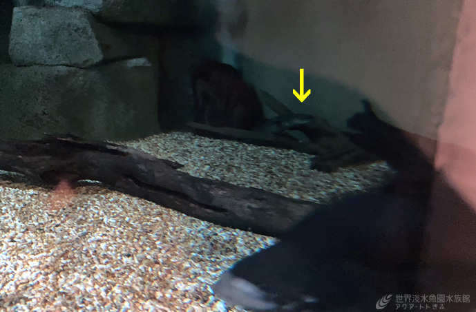 魚たちのはじめまして