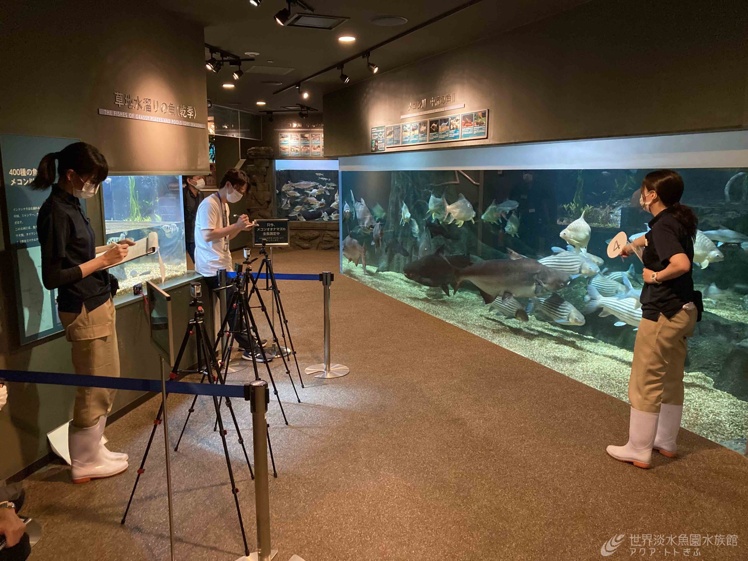 DLT｜世界淡水魚園水族館 アクア・トト ぎふ - 岐阜県各務原市の水族館