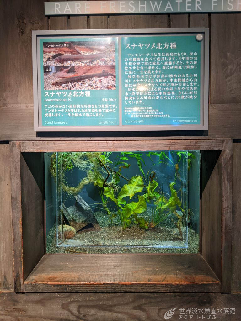 スナヤツメ展示再開！