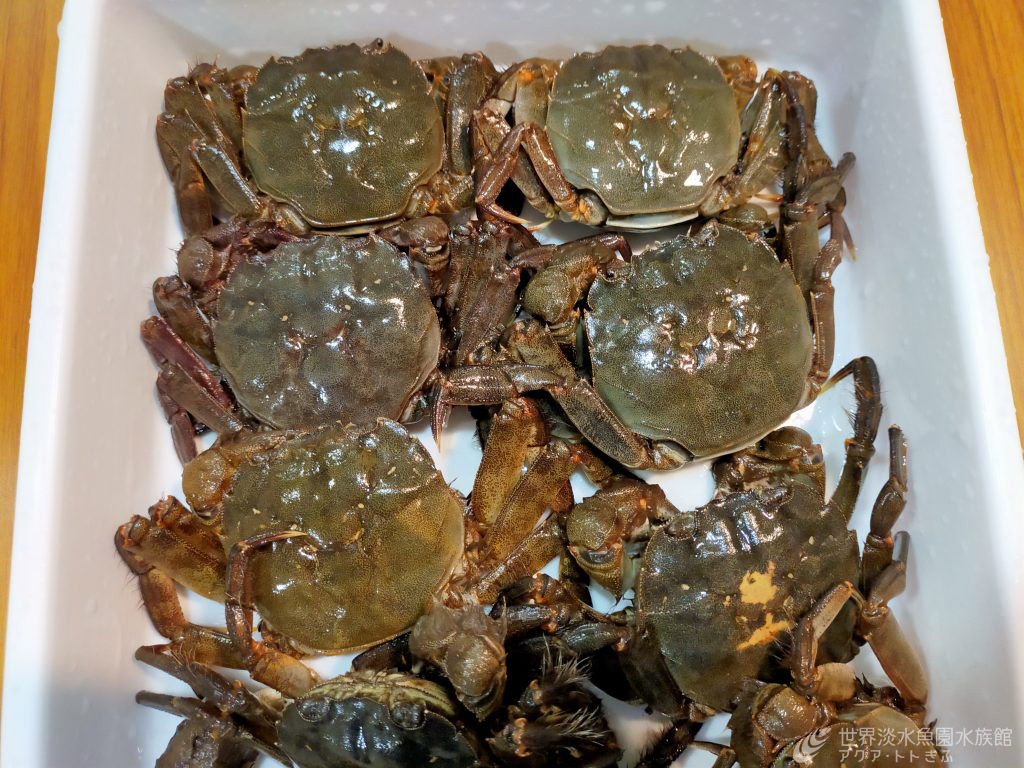 アクアマイスターになろう！　1月の活動