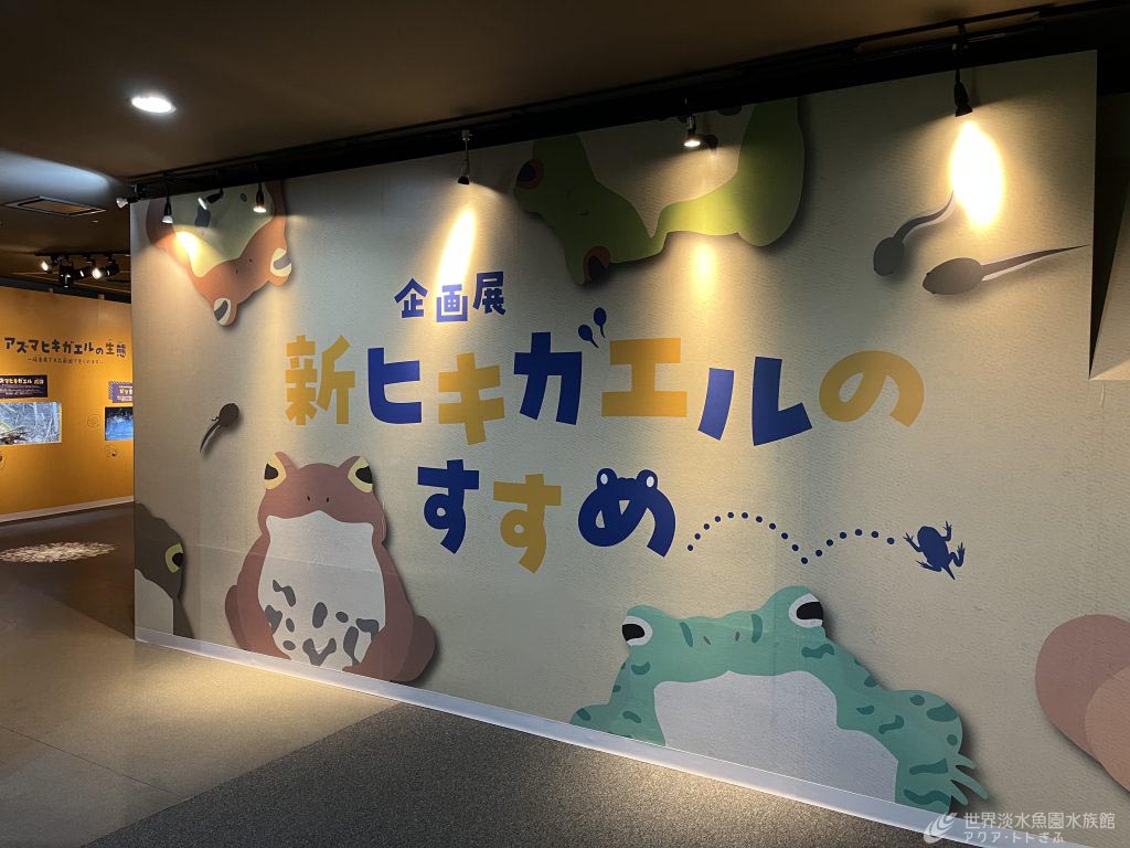 ヒキガエルの企画展が始まりました