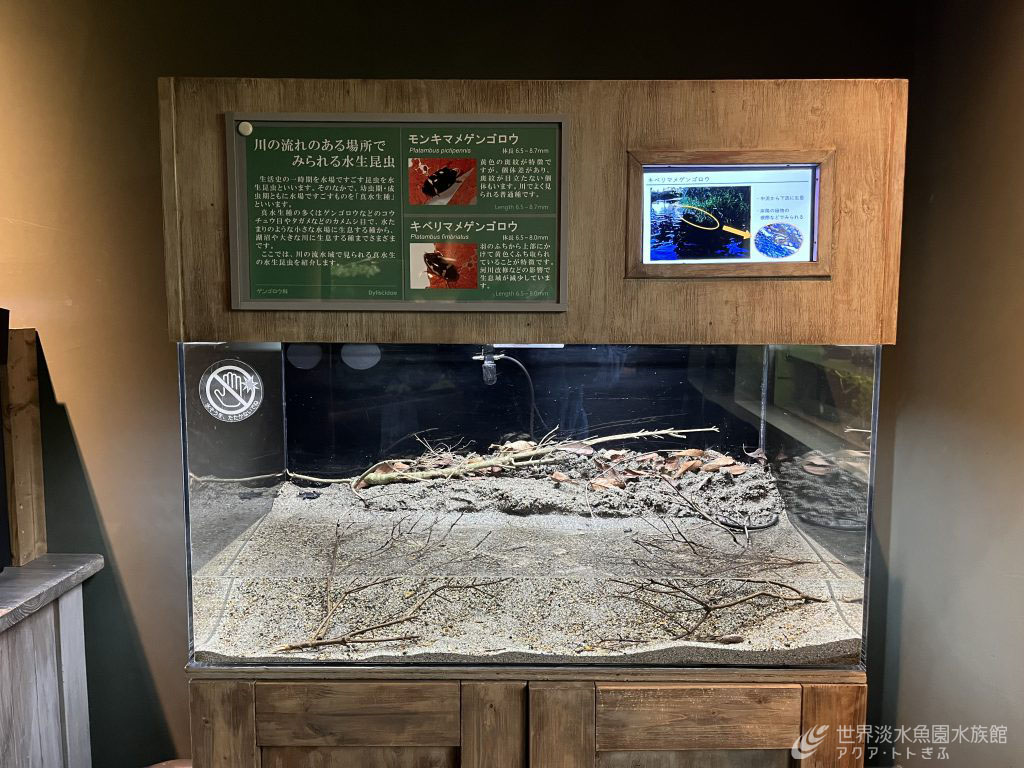 展示更新！川でみられるゲンゴロウの仲間