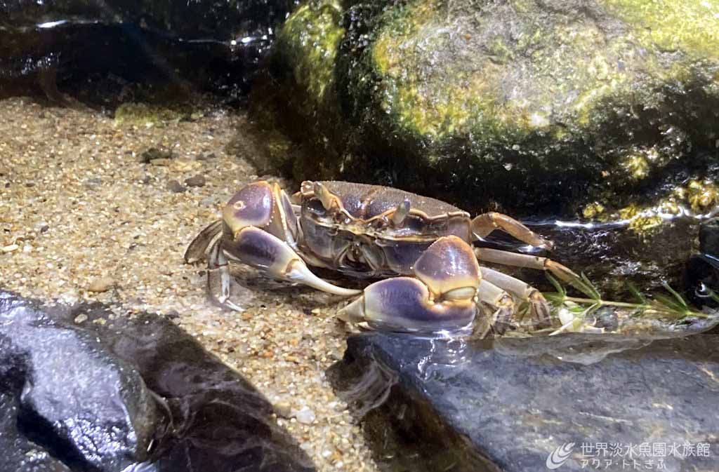 ハマガニを育てる