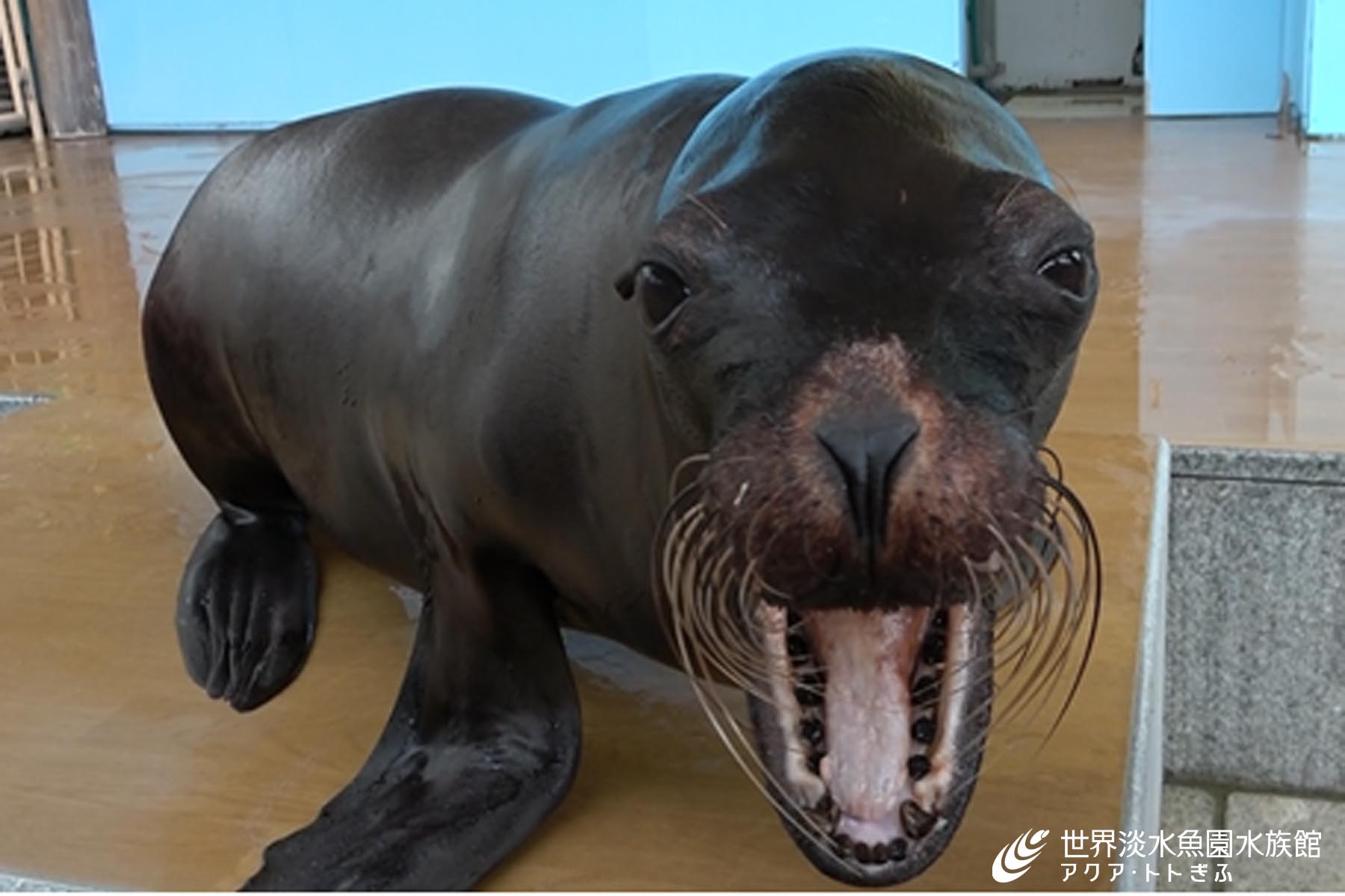 アシカのマリン｜世界淡水魚園水族館 アクア・トト ぎふ - 岐阜県