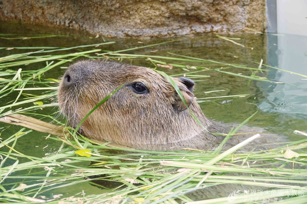 カピバラのしょうぶ風呂！
