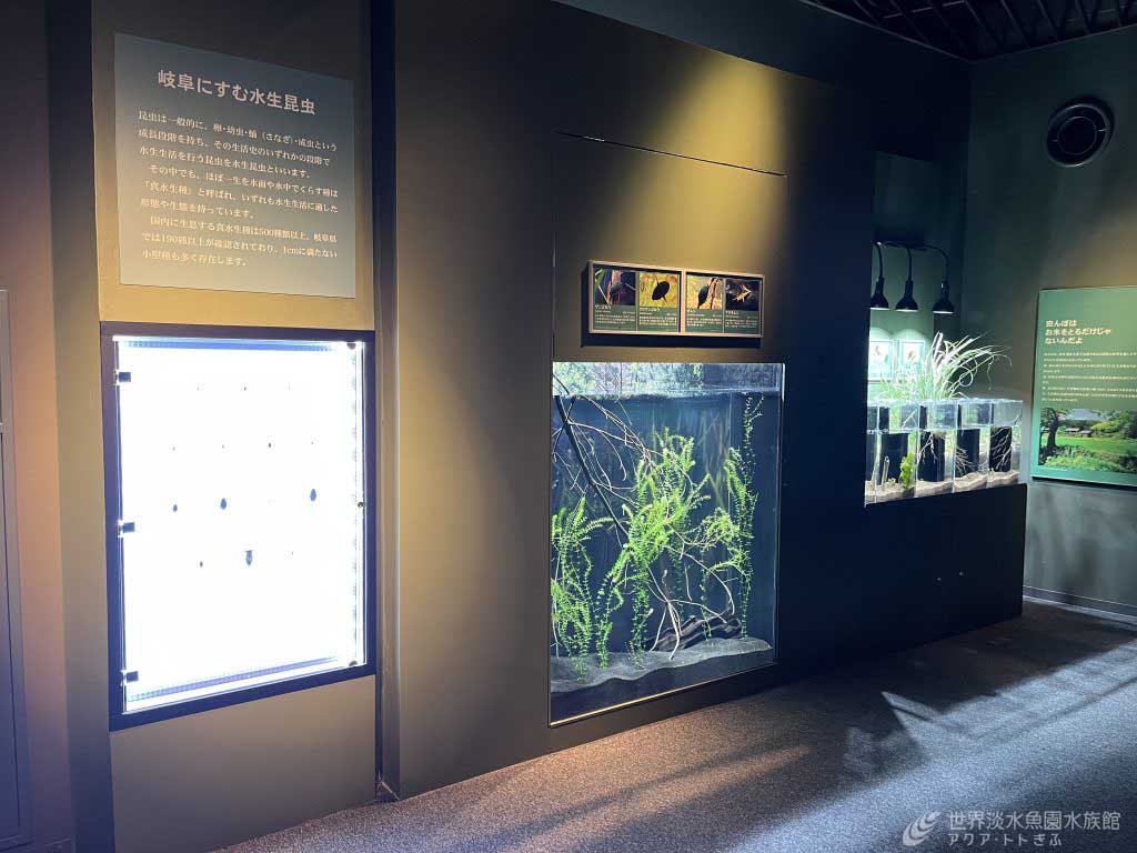 新しい水生昆虫の水槽ができました！