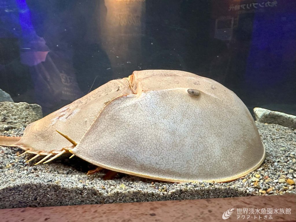 古代生物がやってきた！～アメリカカブトガニ～