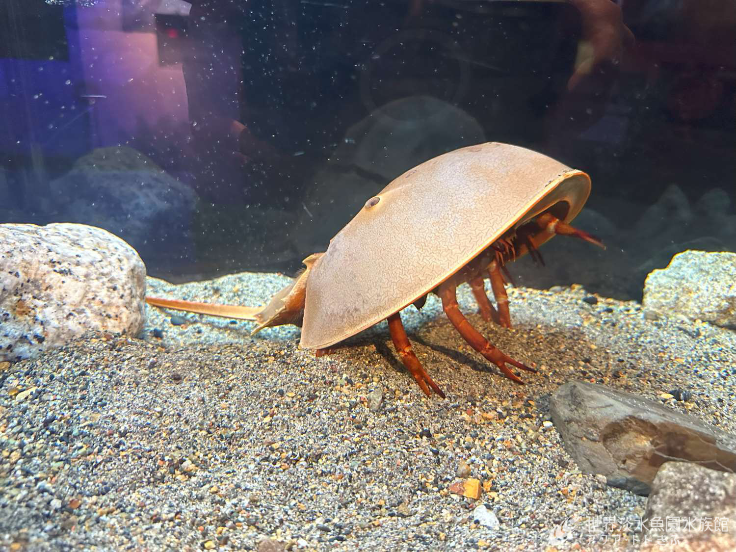 古代生物がやってきた！～アメリカカブトガニ～｜世界淡水魚園水族館