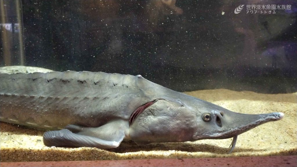 古代生物がやってきた！～シベリアチョウザメとヌタウナギ～