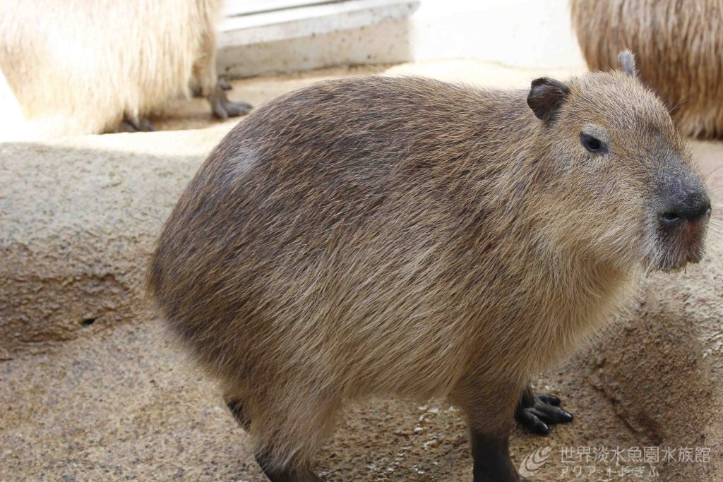 カピバラのアグアについて