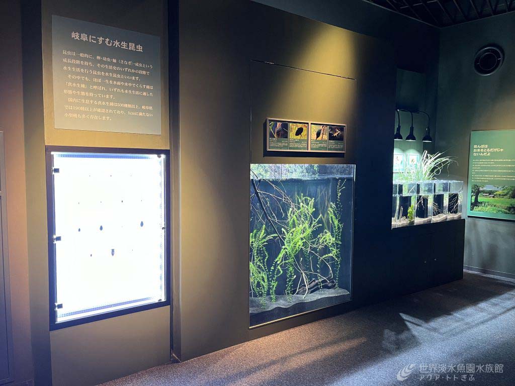 みんな釘付け！見どころ満載の水生昆虫大水槽