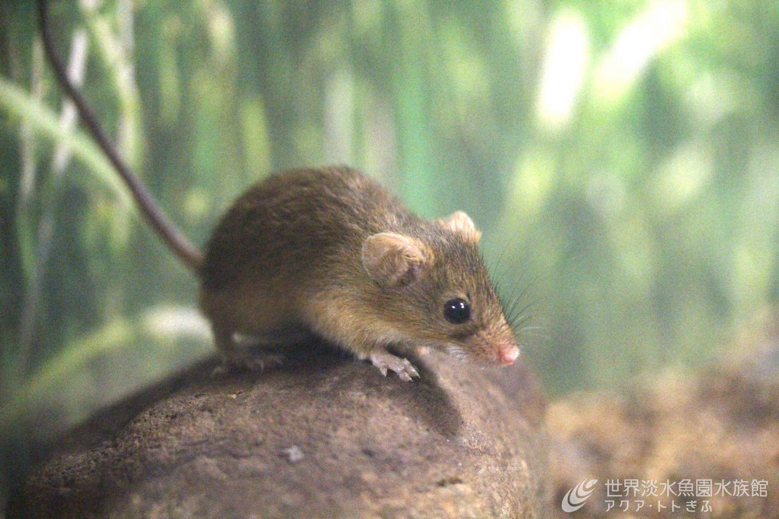 ネズミ カヤネズミの展示水槽をリニューアル！｜世界淡水魚園水族館 アクア