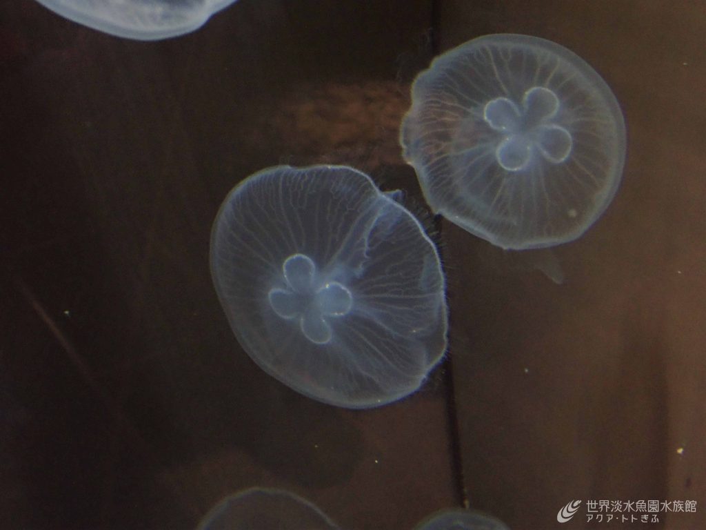 古代生物がやってきた！～ミズクラゲ～