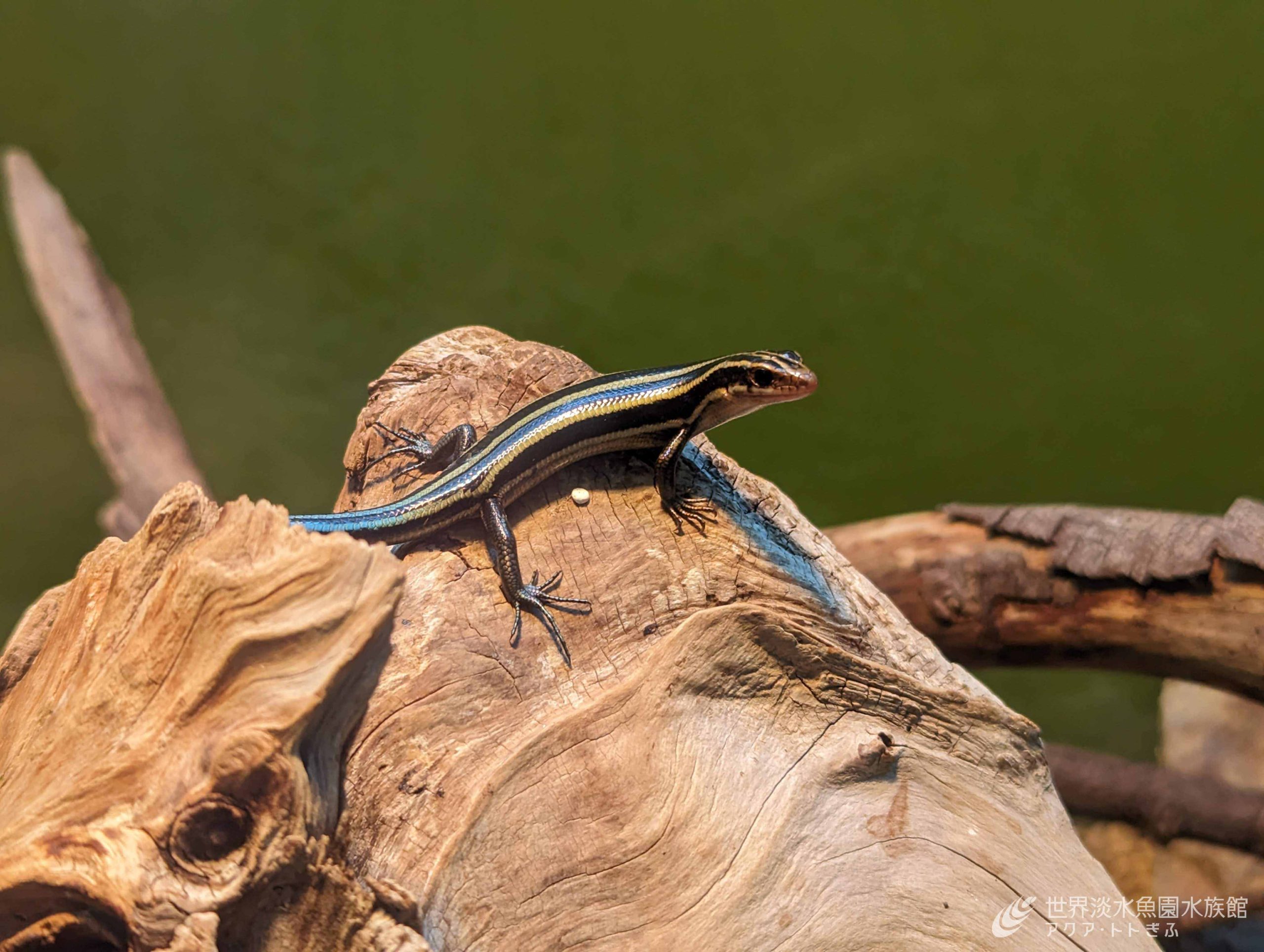 トカゲの色変化｜世界淡水魚園水族館 アクア・トト ぎふ - 岐阜県