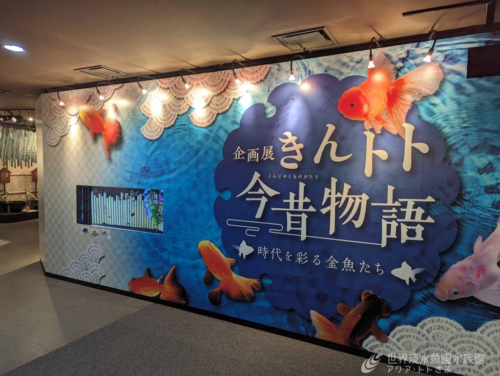 企画展「きんトト今昔物語-時代を彩る金魚たち-」