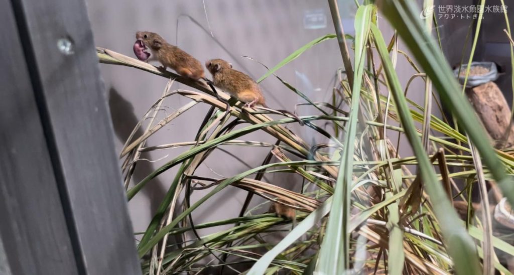 カヤネズミが繁殖しました！