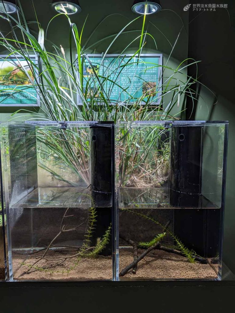 水生昆虫水槽にヤゴ登場