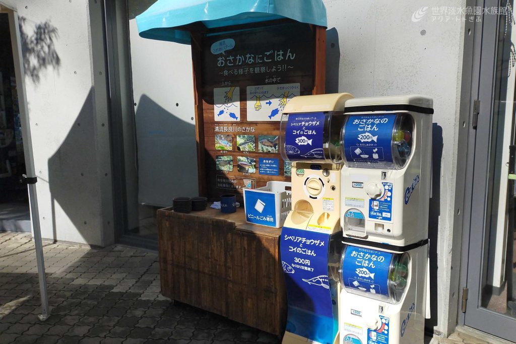 チョウザメにごはんを