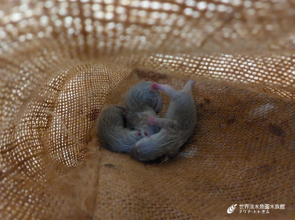 コツメカワウソの赤ちゃんが産まれました！