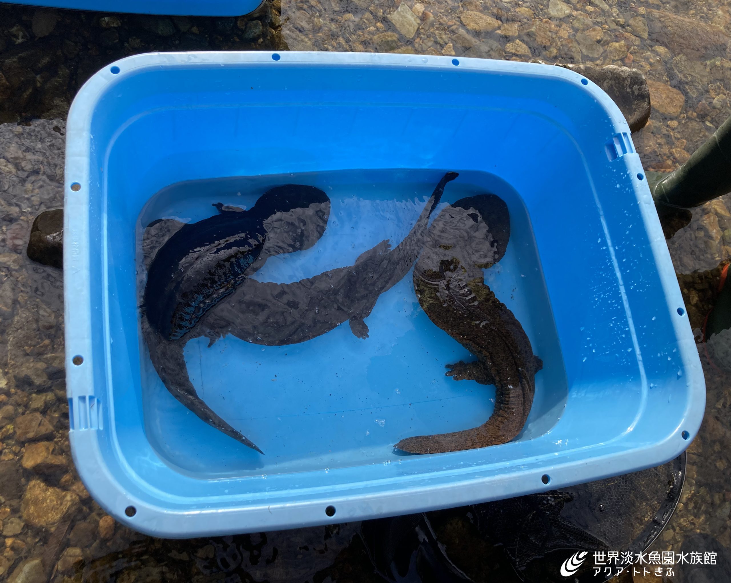 チュウゴクオオサンショウウオの遺伝子をもったオオ