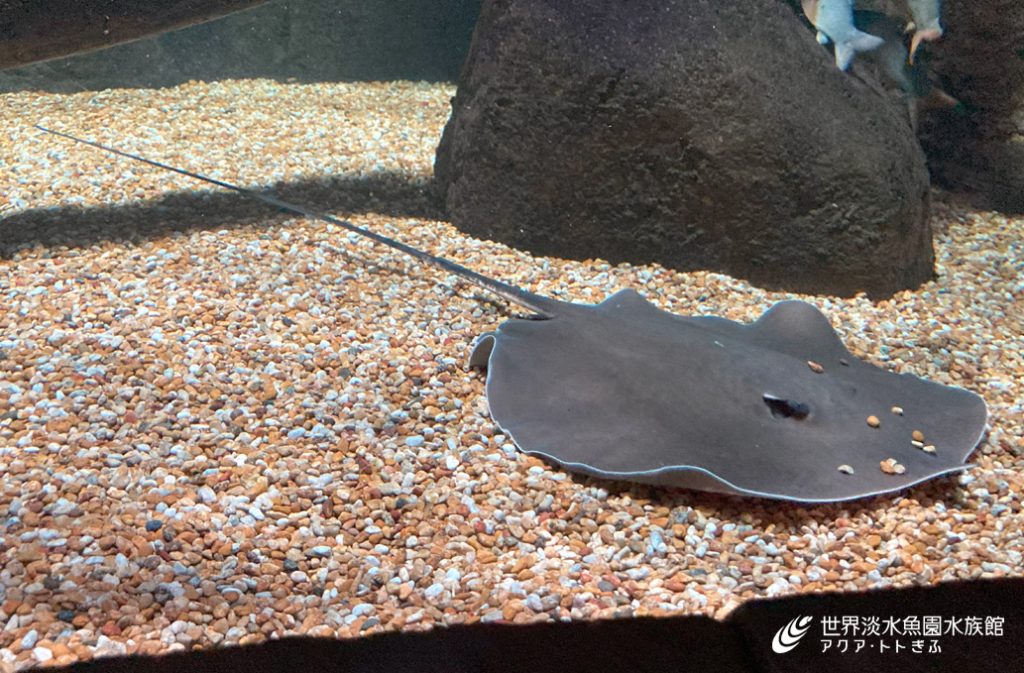 あの淡水エイが仲間入り‼｜世界淡水魚園水族館 アクア・トト ぎふ 