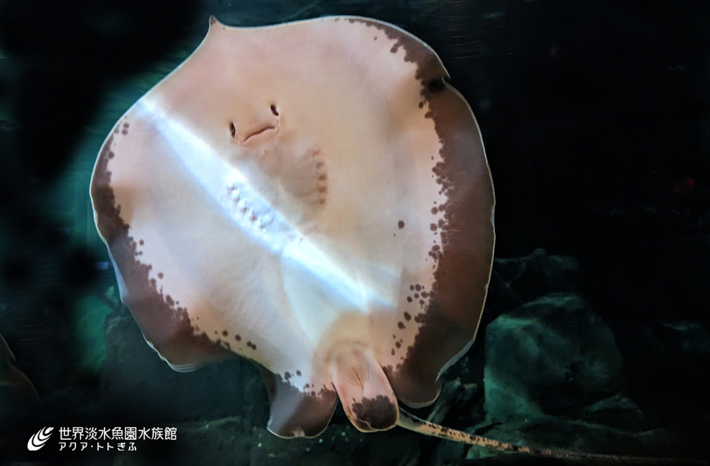 ザ・淡水エイ アクアリウム・シリーズ 5134EPSWFKL._AC_UF350,