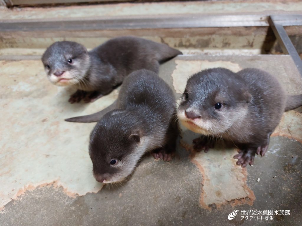 コツメカワウソ3兄妹の展示を開始しました！